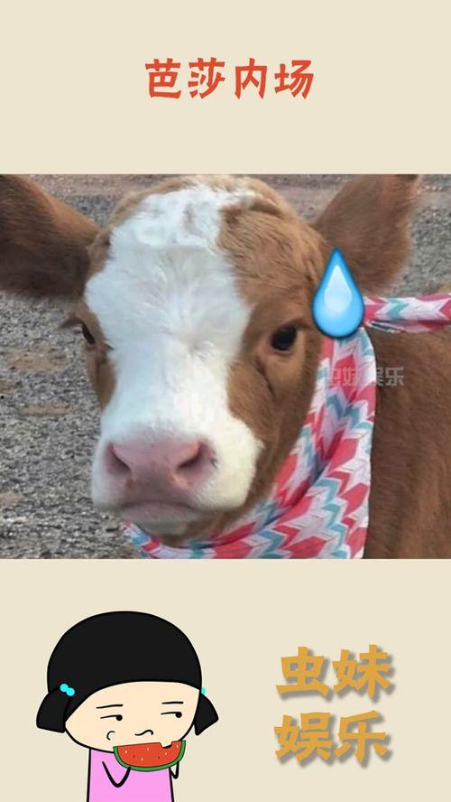 娱乐吃瓜酱嗅觉,跟随娱乐吃瓜酱探寻味蕾的秘密